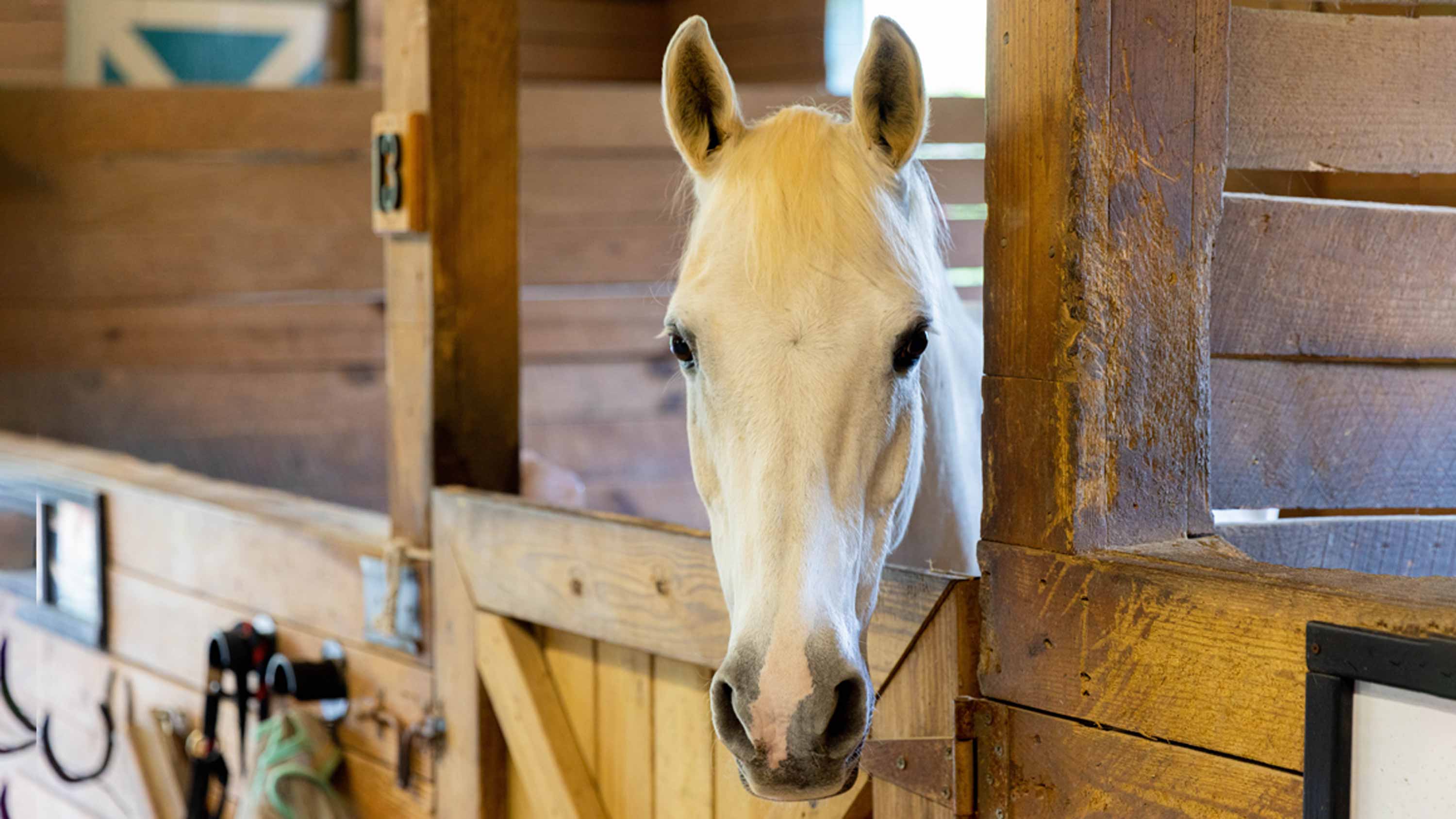 Supporting victims of trafficking with therapeutic horse riding for  improved well-being | UnitedHealthcare